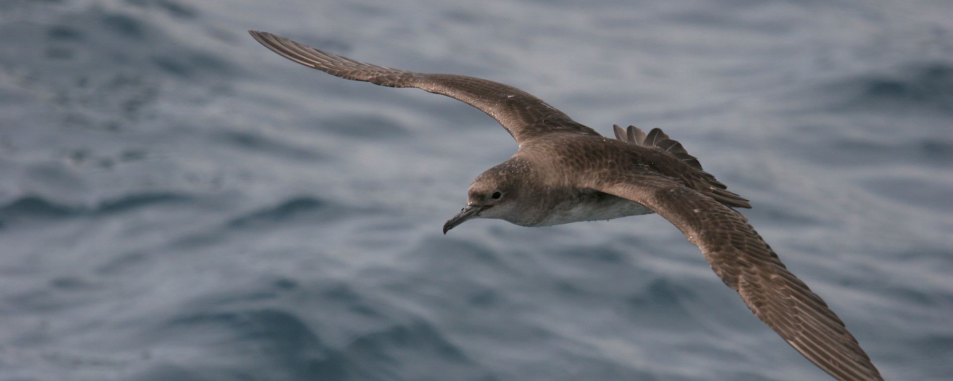 Balearic shearwater