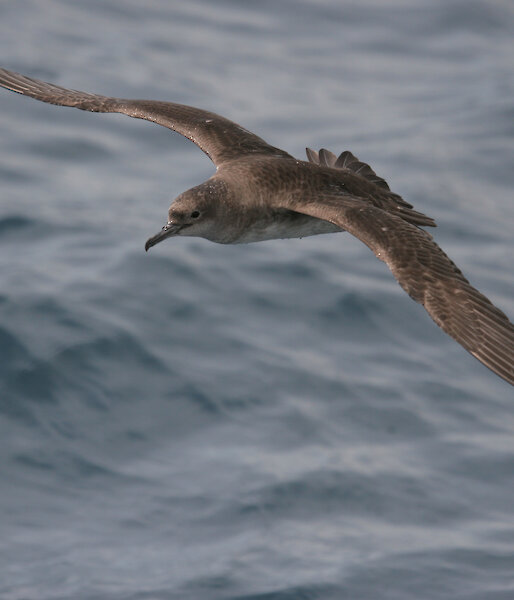 Balearic shearwater