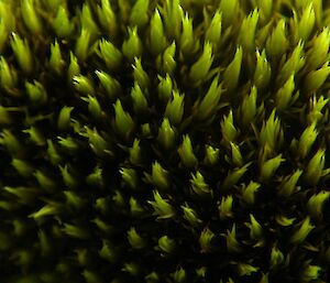 Antarctic Moss (Photo: Roger Kirkwood)