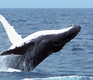 Humpback whale