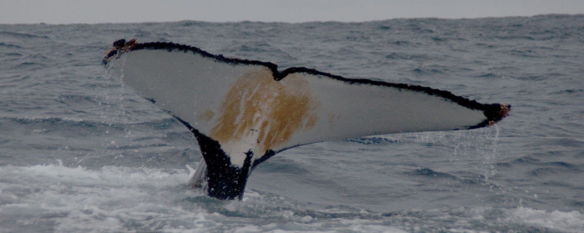 Humpback whale fluke