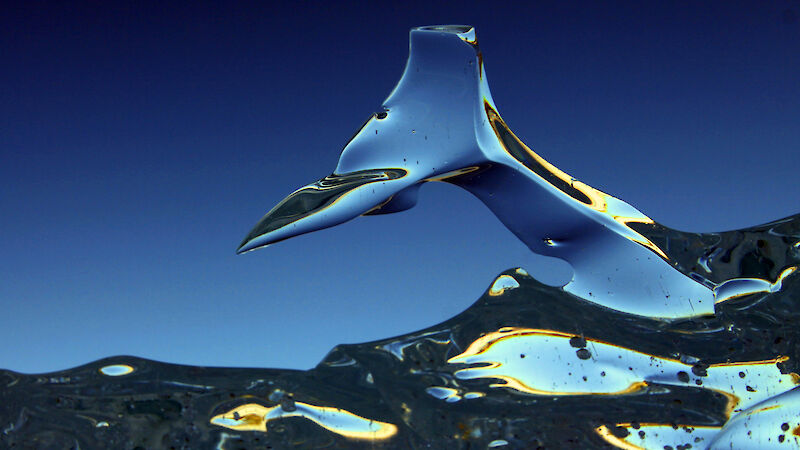 Fresh water ice in the shape of a whale fluke in the Vestfold Hills, near Davis station