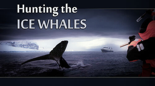 Hunting the Ice Whales