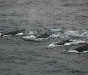 Pod of humpback whales