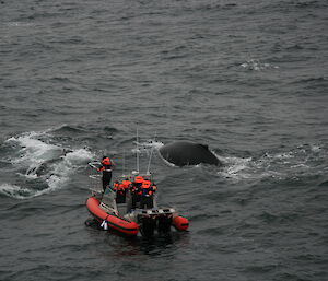 Small boat Remora and humpback whales