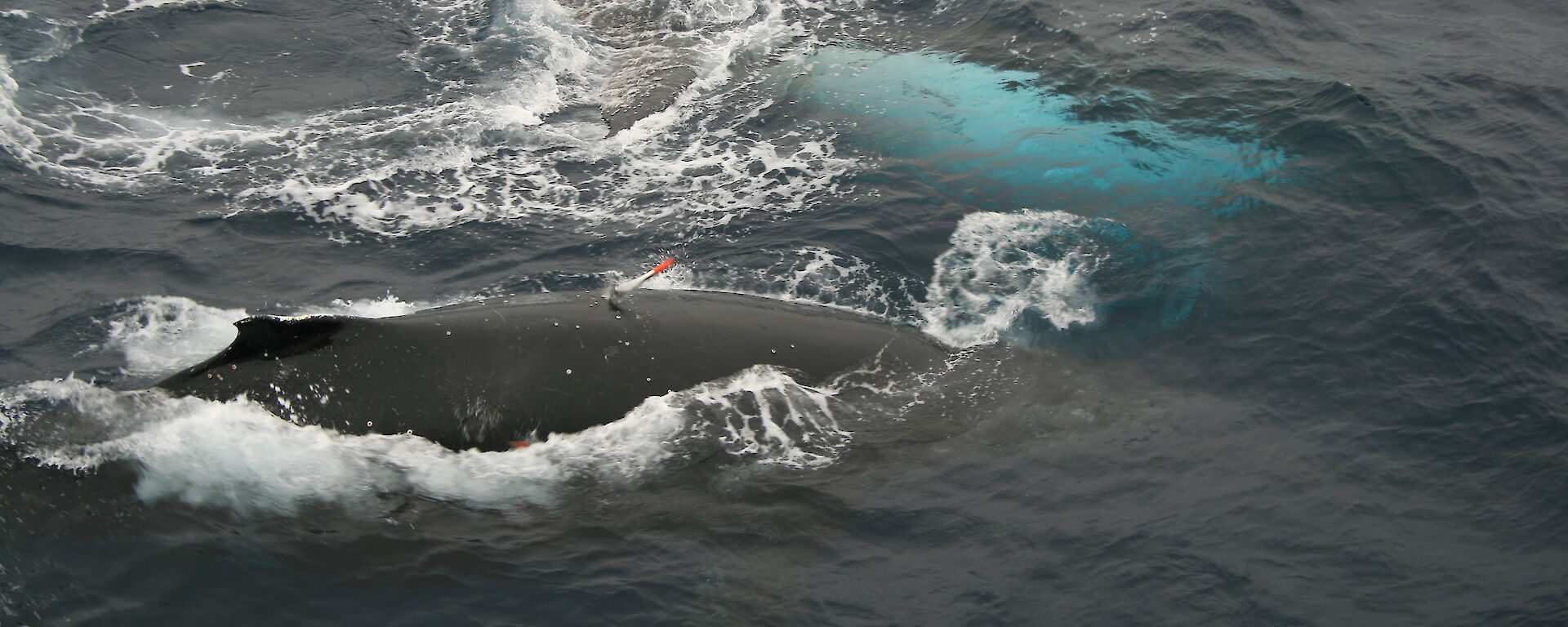 Tagged humpback whale