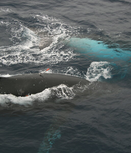 Tagged humpback whale