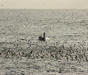 The small boat Beluga and Shearwaters in the Southern Ocean