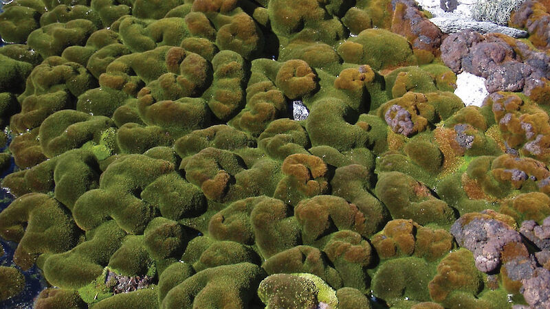 Luxuriant moss beds near Casey station.