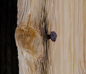 Close-up image of weathered and snow blasted pine cladding with rusty nail