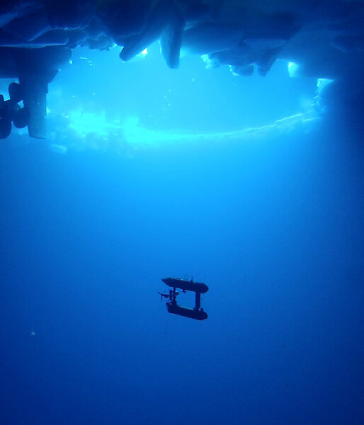 The AUV under the ice with the Aurora Australis propeller (Photo: AUV team/Australian Antarctic Division)