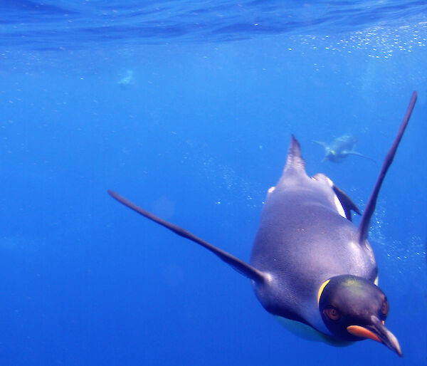 King penguin underwater