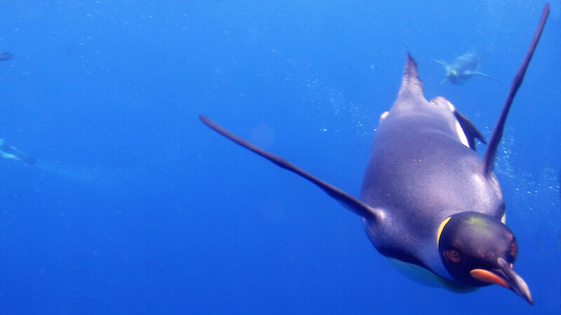 King penguin underwater