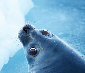 Weddell Seal