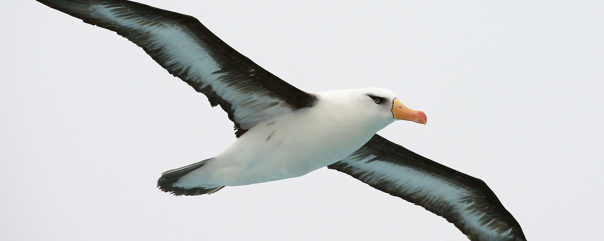 Black Browed Albatross in flight