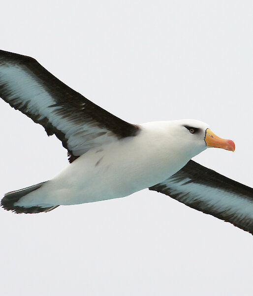 Black Browed Albatross in flight