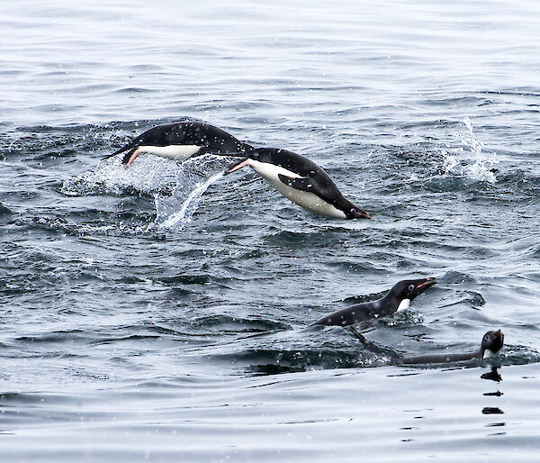 Adélie Penguins swimming and porpoising