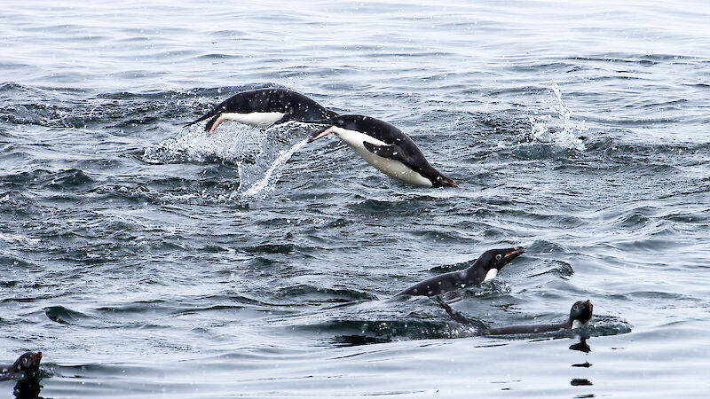 Adélie Penguins swimming and porpoising