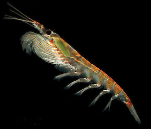 Antarctic Krill (Euphausia superba).