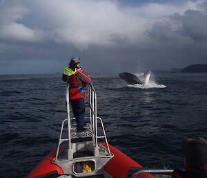 Humpback whale breaching in front of Virginia Andrews Goff on the boat’s bowsprit