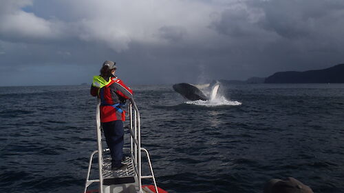 Humpback whale breaching in front of Virginia Andrews Goff on the boat’s bowsprit