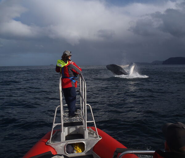 Humpback whale breaching in front of Virginia Andrews Goff on the boat’s bowsprit