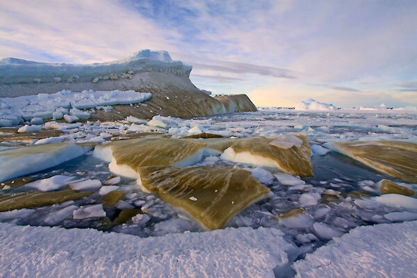 A recently tipped iceberg brown from sea ice algae (Photo: Kerry Steinberner)