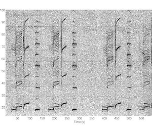 A visual representation of blue whale song, detected by sonobuoys at frequencies between 20 and 90 Hz, showing a pattern of three repeated units, which can be sung over many hours.