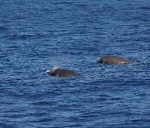 Two Shepherd’s beaked whales surfacing.