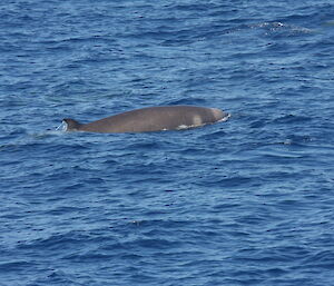 A Shepherd’s beaked whale surfacing, with its dorsal fin showing.
