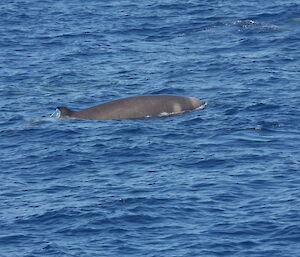 A Shepherd’s beaked whale surfacing, with its dorsal fin showing.