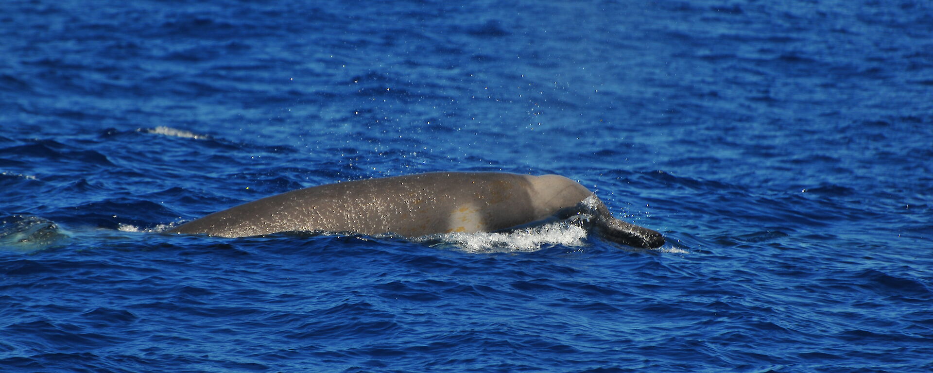 The Shepherd’s beaked whales sighted off Victoria’s west coast, showing the distinctive pigmentation patterns, unique head shape and beak that are diagnostic for this species.