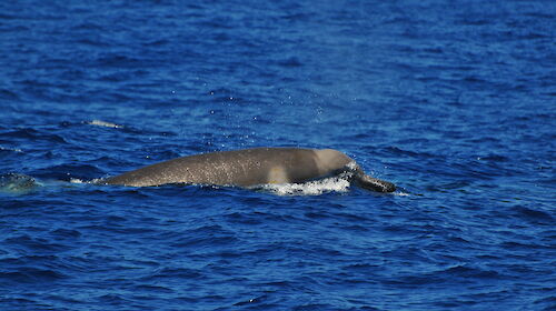 The Shepherd’s beaked whales sighted off Victoria’s west coast, showing the distinctive pigmentation patterns, unique head shape and beak that are diagnostic for this species.