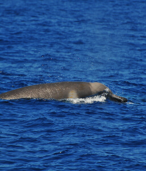 The Shepherd’s beaked whales sighted off Victoria’s west coast, showing the distinctive pigmentation patterns, unique head shape and beak that are diagnostic for this species.