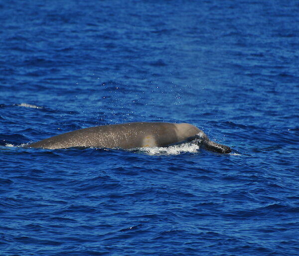 The Shepherd’s beaked whales sighted off Victoria’s west coast, showing the distinctive pigmentation patterns, unique head shape and beak that are diagnostic for this species.