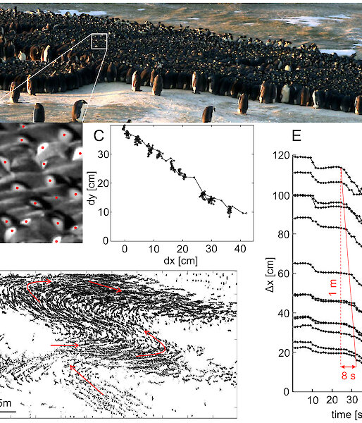 Series of graphics showing the coordinated movements in an emperor penguin huddle.