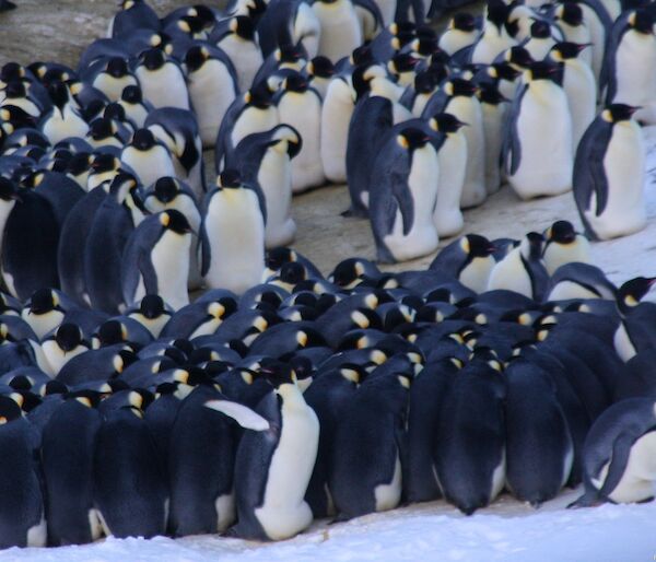 Emperor penguins in a huddle