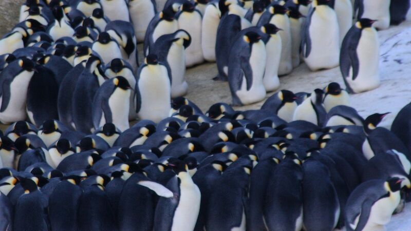 Emperor penguins in a huddle