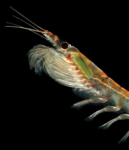 Antarctic krill