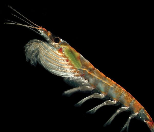 Antarctic krill