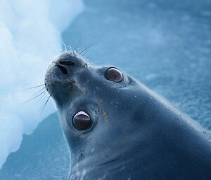 Weddell seal surfacing for air