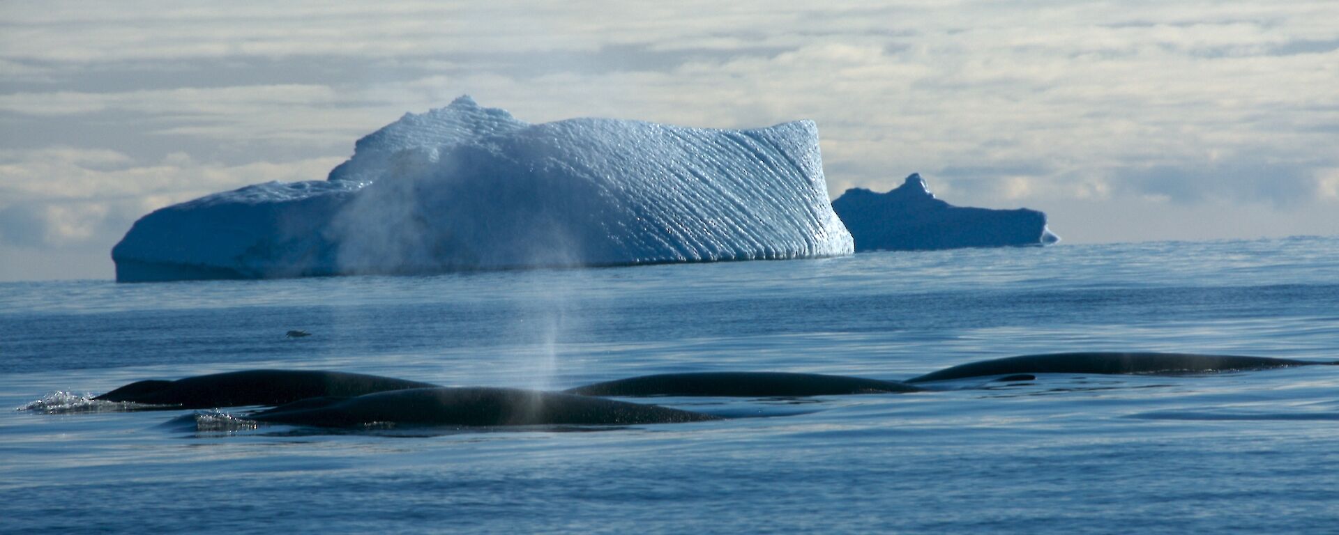 Minke Whales off Davis station in Antarctica
