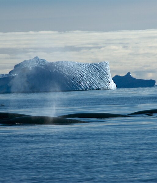 Minke Whales off Davis station in Antarctica