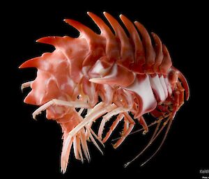 A heavily armoured amphipod, with large spines running along its back.