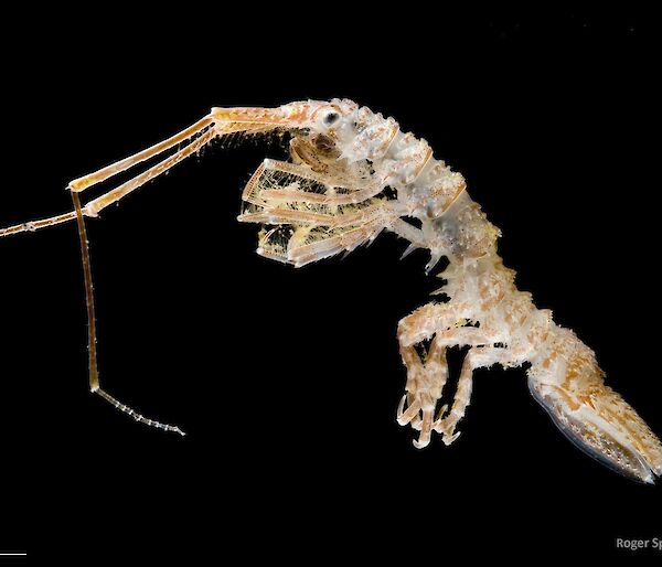 An isopod collected from the Southern Ocean.