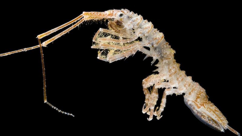 An isopod collected from the Southern Ocean.