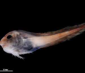 A liparid fish