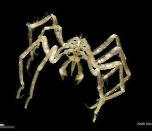 A sea spider.