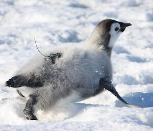 A satellite tracker on an emperor penguin chick