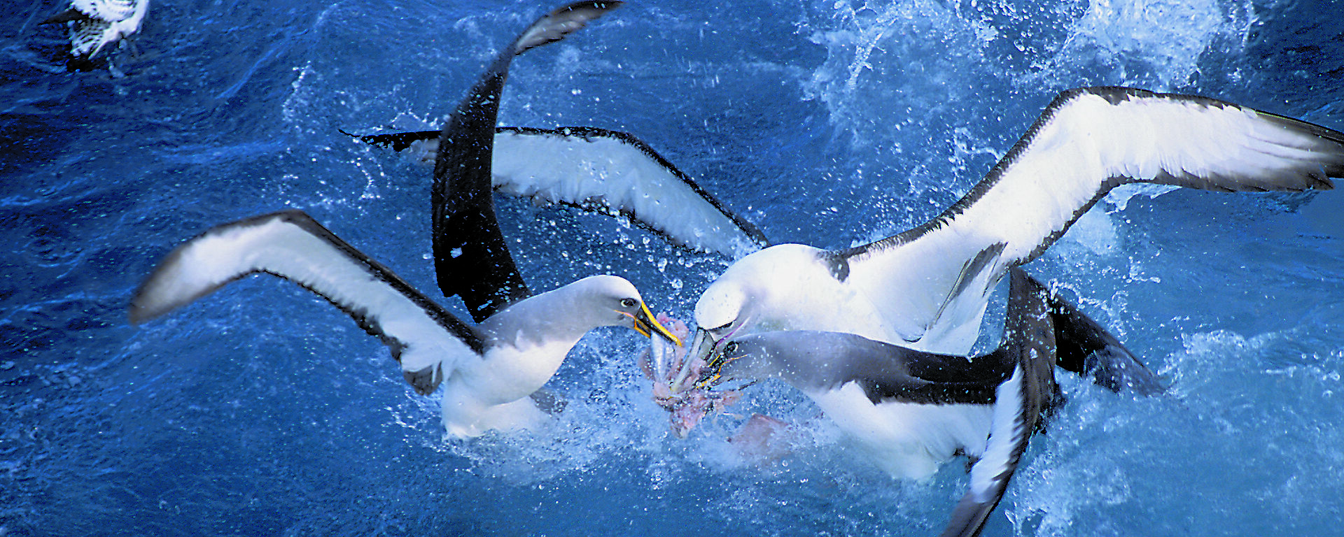 Bullers and white-capped albatrosses fight over fish lost from a longline.